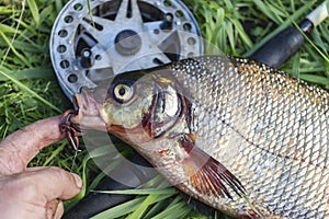 Big fresh bream. Freshly caught river fish. The man takes the hook out of the fish`s mouth. Fishing for spinning and feeder.