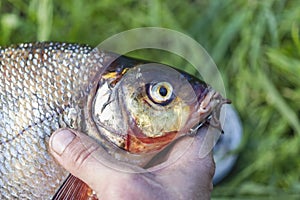 Big fresh bream. Freshly caught river fish. The man takes the hook out of the fish`s mouth. Fishing for spinning and feeder.