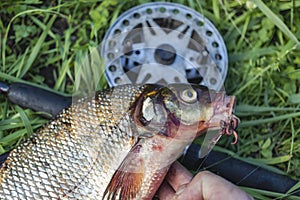Big fresh bream. Freshly caught river fish. The man takes the hook out of the fish`s mouth. Fishing for spinning and feeder.