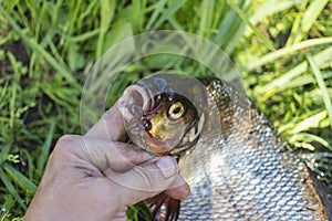 Big fresh bream. Freshly caught river fish. The man takes the hook out of the fish`s mouth. Fishing for spinning and feeder.