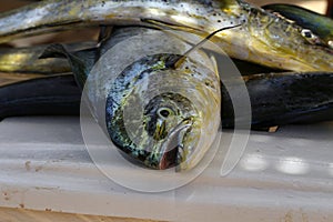 Big fresh fish caught by fishermen in the sea