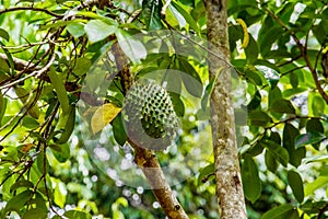 big fresh green guanabana fruit singing tree