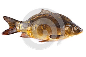 Big fresh mirror carp on white background
