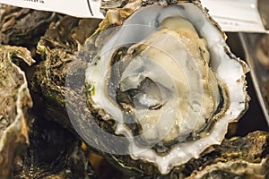 Big fresh oysters (Ostrea edulis)