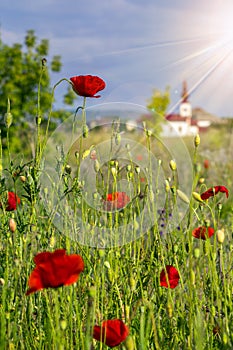 Big fresh poppies in the field