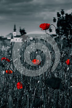 Big fresh poppies in the field