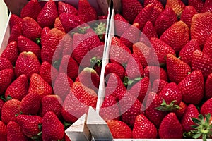 Big fresh ripe red strawberries in the box on the market showcase. Premium natural organic product