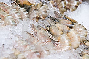Big fresh shrimp on ice for dinner
