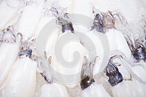 Big fresh squid on ice for dinner