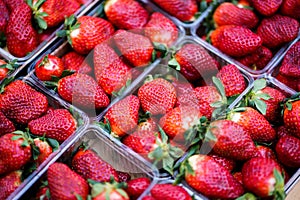 Big fresh strawberries in plastic container. closeup