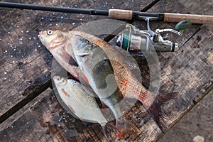 Big freshwater bronze bream or carp bream, white bream or silver