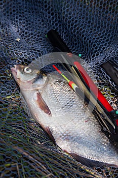Big freshwater common bream (Abramis brama) with float rod on black fishing net