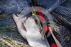 Big freshwater common bream (Abramis brama) with float rod on black fishing net