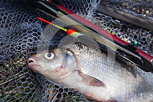 Big freshwater common bream (Abramis brama) with float rod on black fishing net