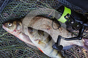 Big freshwater common bream, common perch or European perch and fishing rod with reel on black