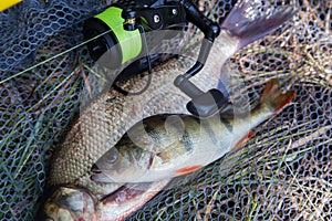 Big freshwater common bream, common perch or European perch and fishing rod with reel on black