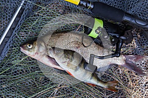 Big freshwater common bream, common perch or European perch and fishing rod with reel on black