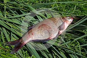 Big freshwater common bream fish on green reed
