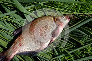 Big freshwater common bream fish on green reed