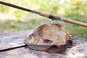 Big freshwater common bream and fishing rod with reel on vintage wooden background
