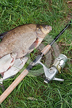 Big freshwater common bream and white bream or silver bream fish