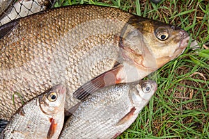 Big freshwater common bream and white bream or silver bream fish