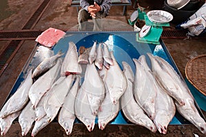 Big freshwater fish from Mekong River at Pakse Market. Vender wa photo