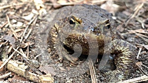 Big frog in the forest, close-up. A swamp toad sits and breathes. Huge brown amphibian - bufonidae.