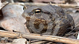 Big frog in the forest, close-up. A swamp toad sits and breathes. Huge brown amphibian - bufonidae.