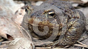 Big frog in the forest, close-up. A swamp toad sits and breathes. Huge brown amphibian - bufonidae.