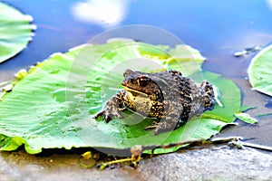 big frog, green leaf of water lily, water, reflection of clouds in water