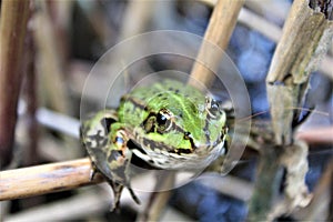 A big frog, green toad, in the water