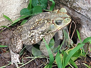 Big frog named rococo in santa cruz photo