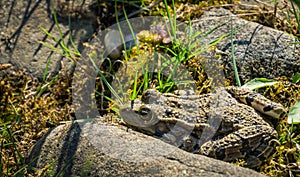 Big frog Rana ridibunda pelophylax ridibundus lies on the shore of garden pond