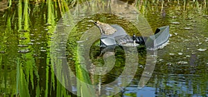 Big frog Rana ridibunda sits on floating skimmer in garden pond. Skimmer collects leaves, dirt and other foreign objects
