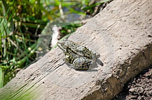 Big frog sitting on the ground.