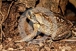 Big frog from South America - Caen toad