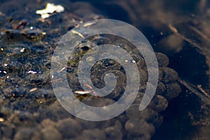 Big frog spawn on pond water as isolated closeup shows growing polliwogs and tadpoles in natural little creek to grow to big green