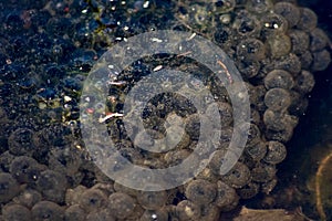 Big frog spawn on pond water as isolated closeup shows growing polliwogs and tadpoles in natural little creek to grow to big green