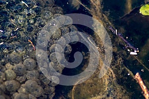 Big frog spawn on pond water as isolated closeup shows growing polliwogs and tadpoles in natural little creek to grow to big green