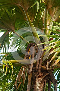 Big Fruit of the male palm of the Sea Coconut Lodoicea maldivica or Coco de Mer with giant green palm leaves.