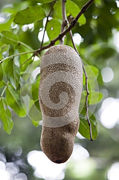 Big fruit of sausage tree (Kigelia africana). Mauritius