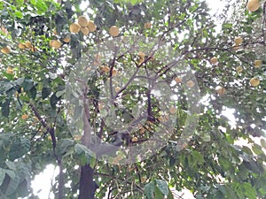 Big Fruitful Yellow Pomelo Tree