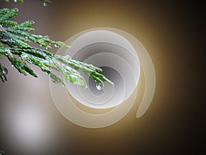 Big full glowing moon behind a Cupressus tree branch on dark blurred sky background.