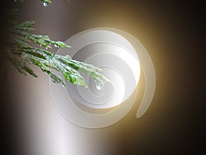 Big full glowing moon behind a Cupressus tree branch on dark blurred sky background.