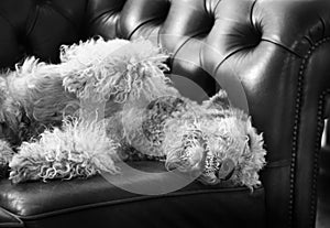 Big funny Airedale dog sleeping on luxury Chesterfield couch sofa