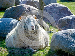 Big funny domestic sheep