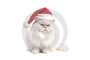 Big funny fluffy white cat in a Santa Claus hat. Christmas animal concept. Cat in red Santa hat isolated on white.