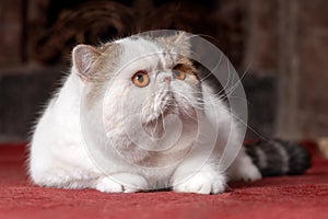 Big and funny snowy white oriental extreme cat with vibrant yellow eyes lying down on red carpet.