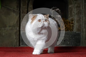 Big and funny snowy white oriental extreme cat with vibrant yellow eyes on red carpet in front of home fireplace.